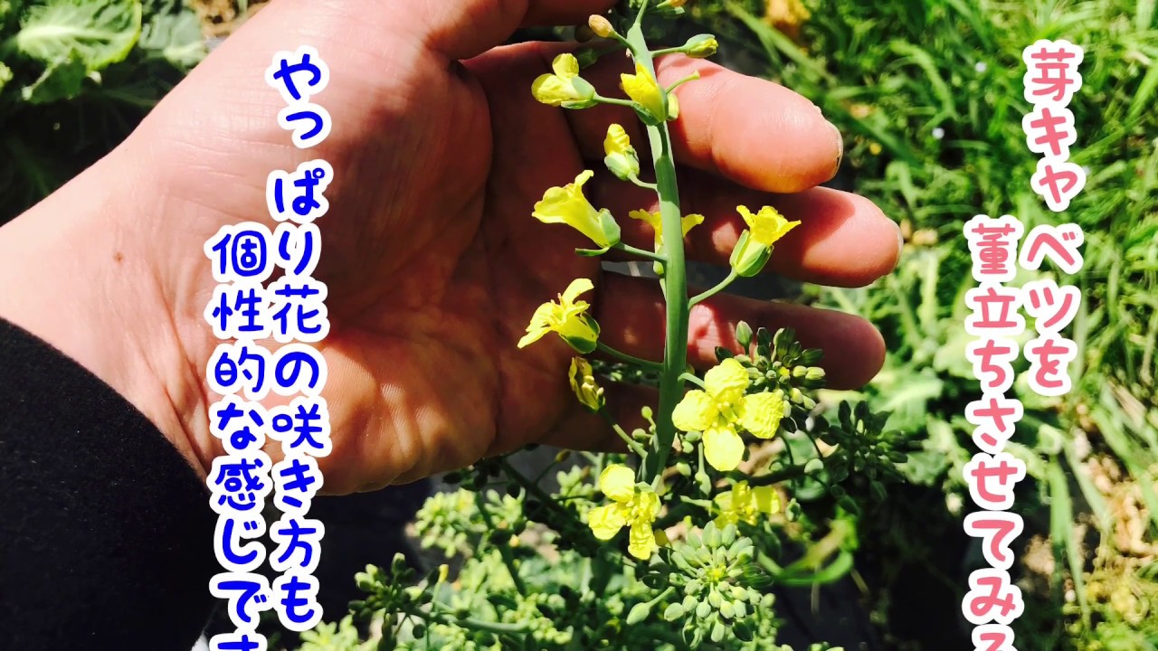 動画で家庭菜園『芽キャベツを董立ちさせてみる。やっぱり花の咲き方も個性的な感じです。』Ｈ30.4.1