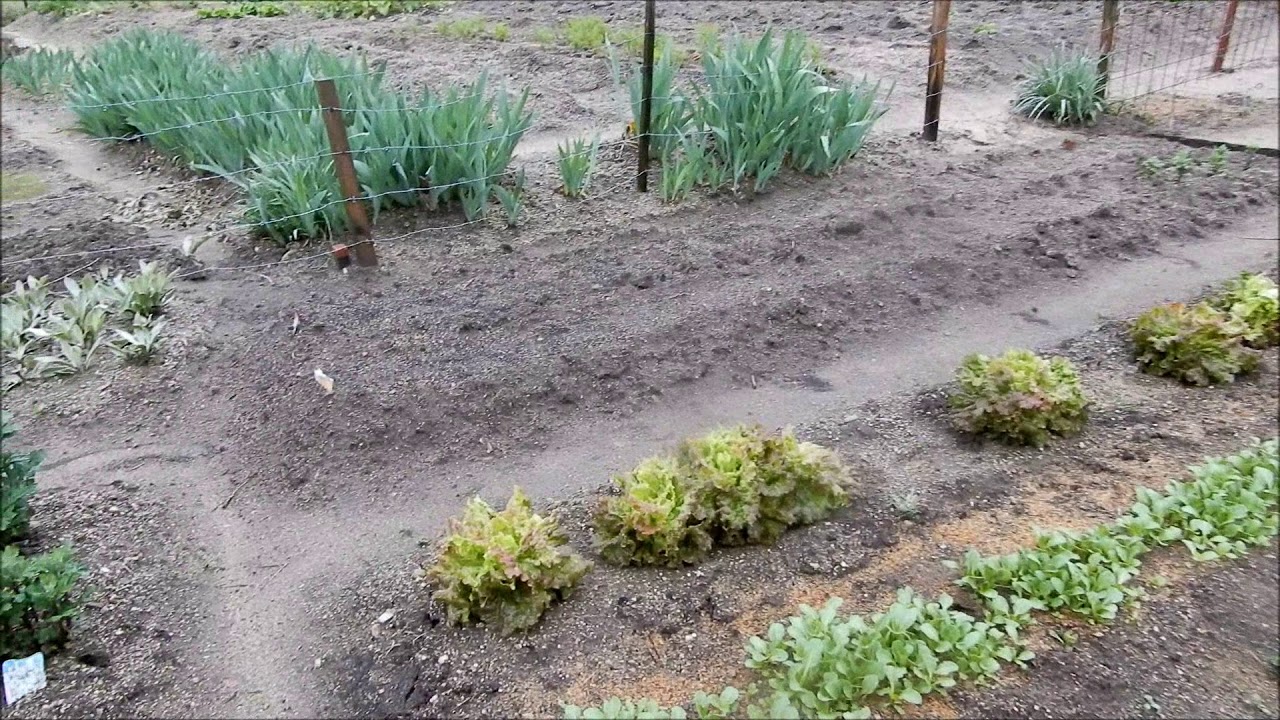 2018年4月25日マイ菜園」