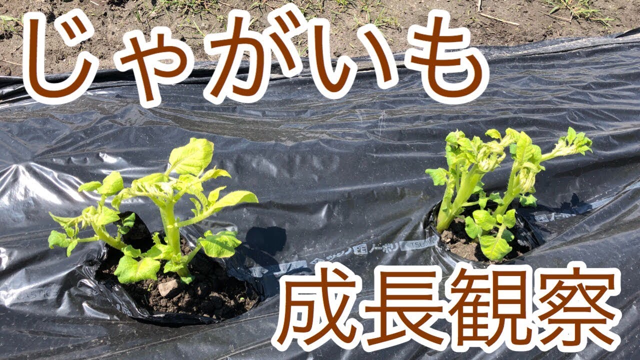 【家庭菜園】「じゃがいもの成長観察と芽出し作業」