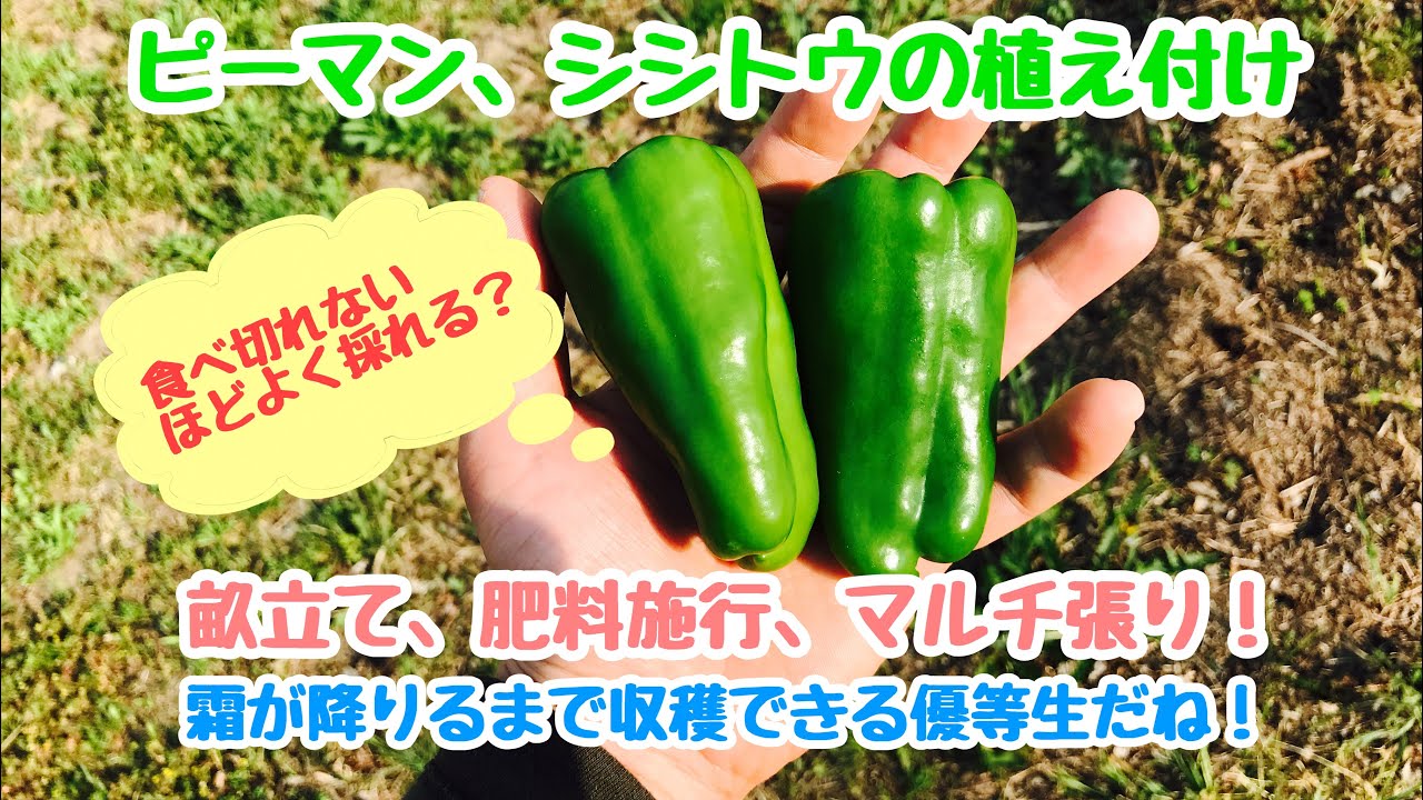 動画で家庭菜園『ピーマン、シシトウの植え付け…畝立て、肥料施行、マルチ張り！ 霜が降りるまで収穫できる優等生だね！』H30.4.28