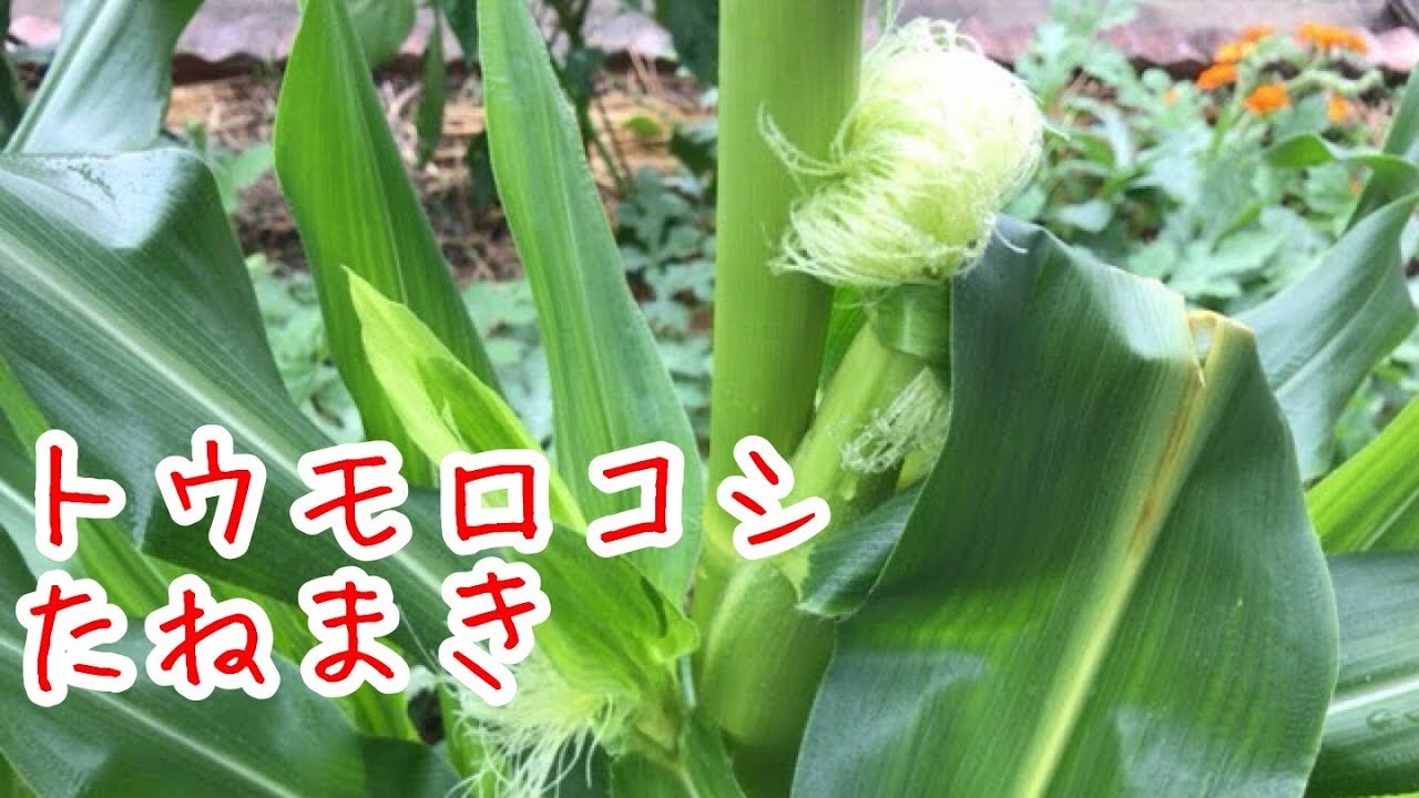 トウモロコシのたねまき『家庭菜園だより』grow sweet corn