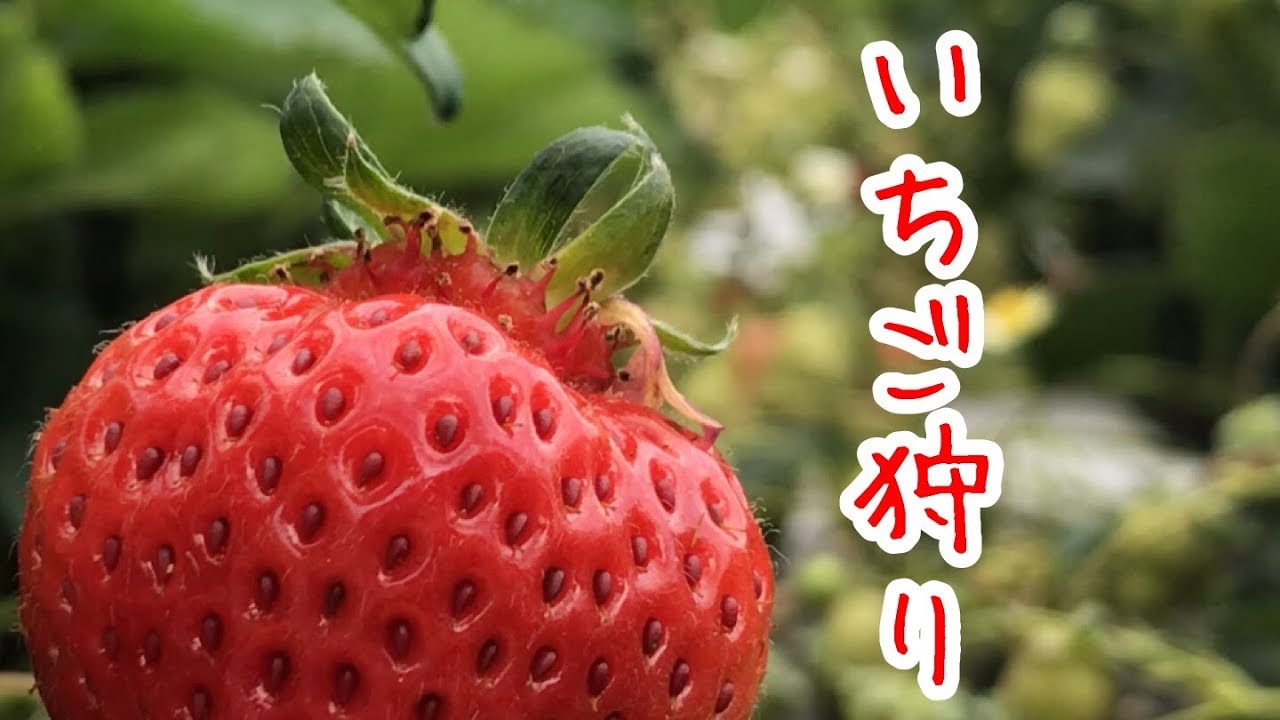 イチゴ狩り『家庭菜園だより』strawberry picking