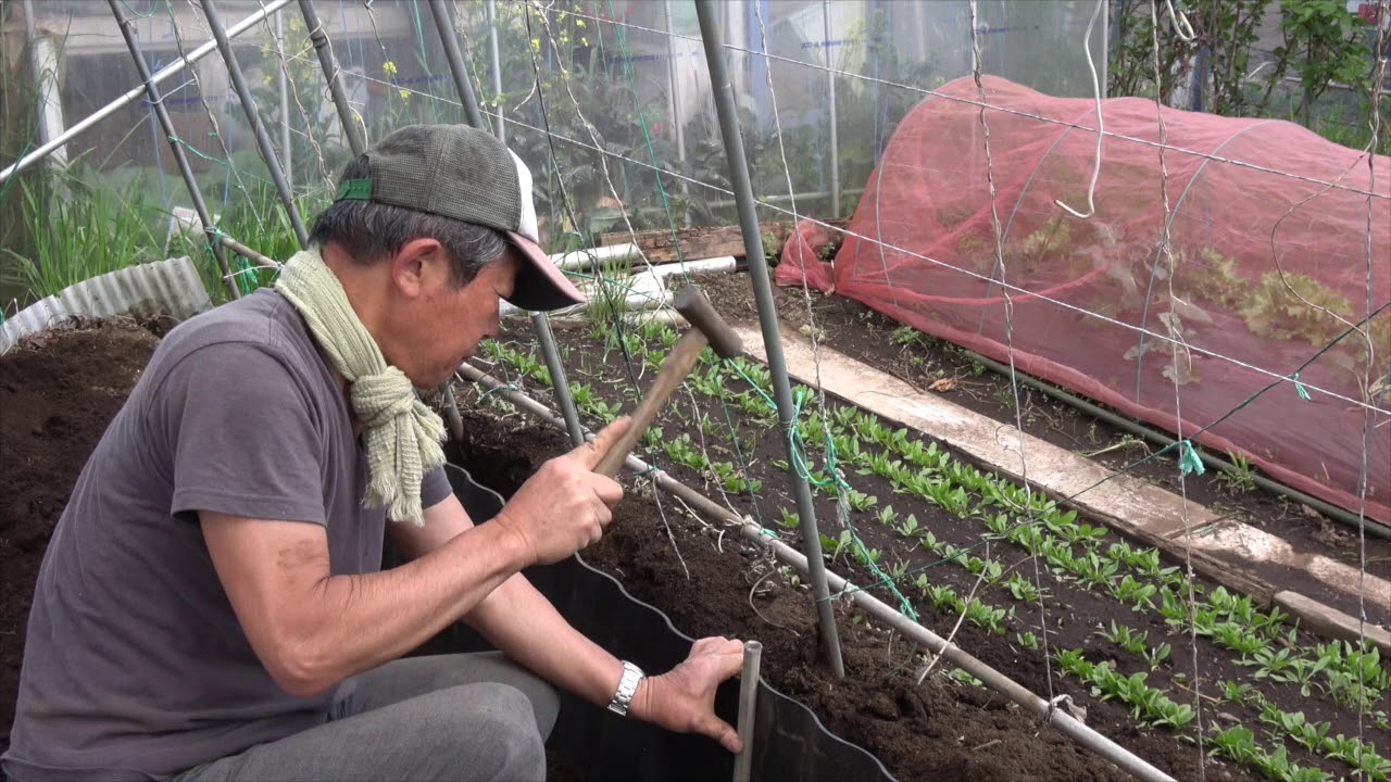 菜園だより180409波板畝解体・トマト植え