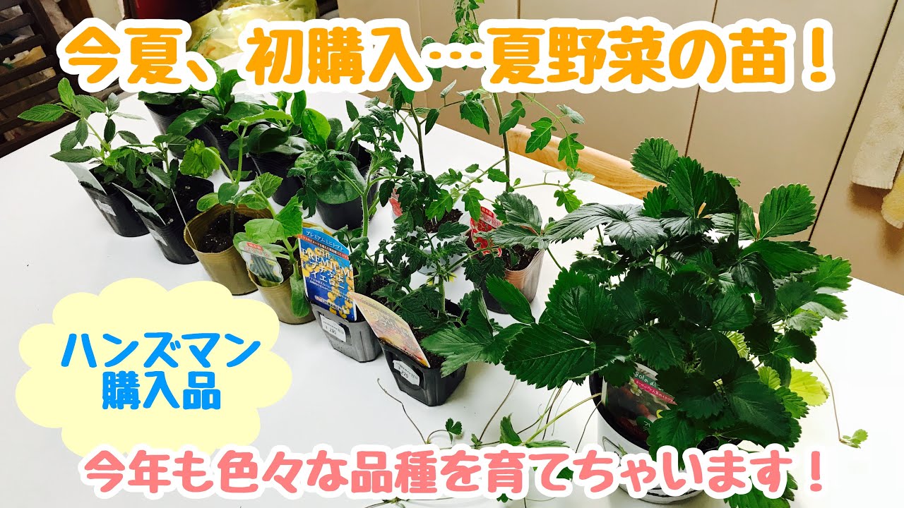 動画で家庭菜園『ハンズマン購入品：今夏、初購入…夏野菜の苗！今年も色々な品種を育てちゃいます！』Ｈ30.4.12