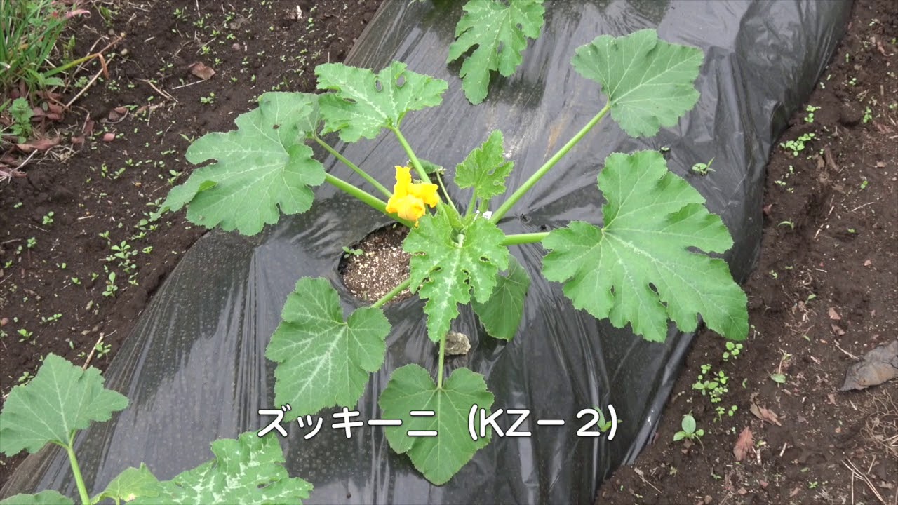 菜園だより180427収穫・支柱たてなど