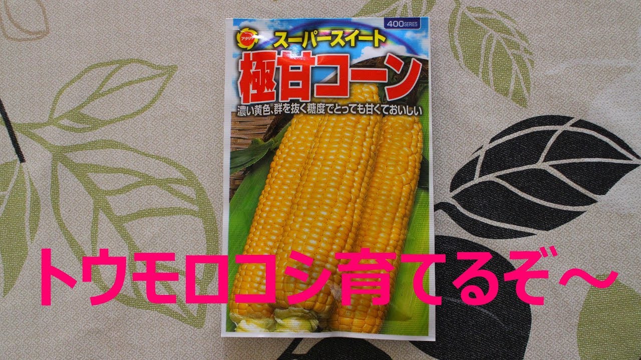 超お勧め・トウモロコシの栽培だよ【家庭菜園・四国4月上旬】