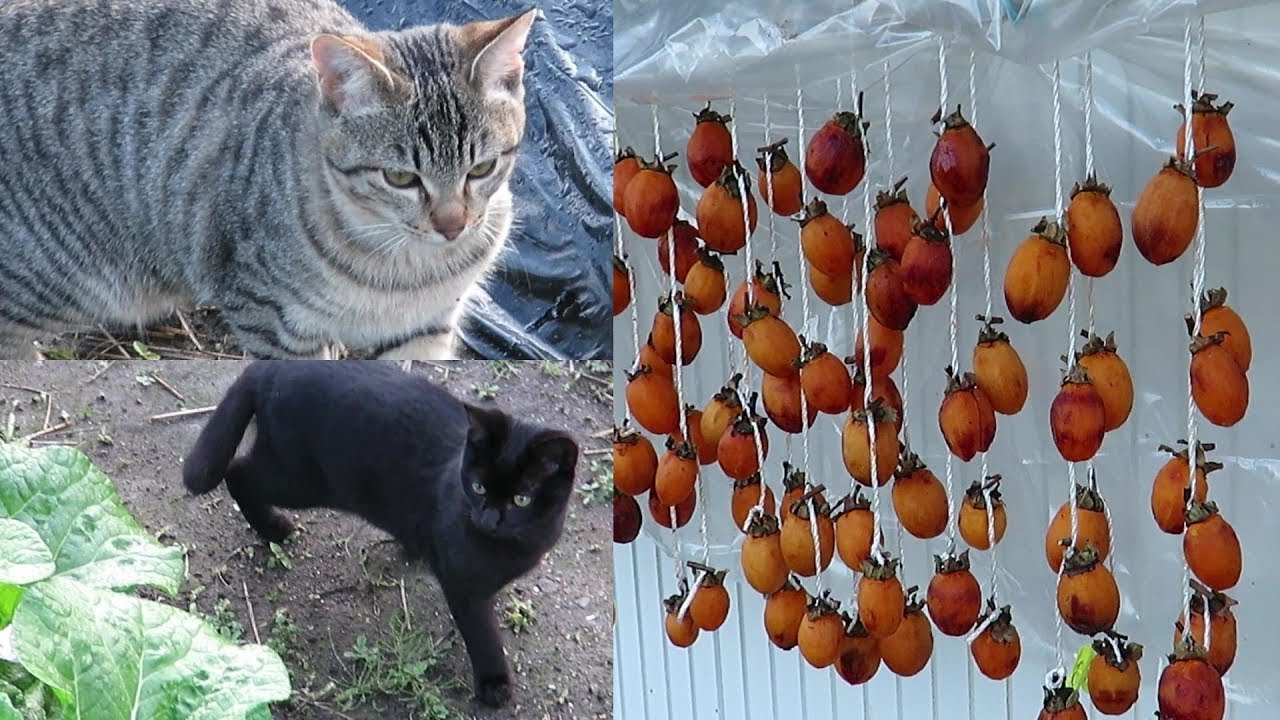 【猫の親子】朝は猫達と一緒に家庭菜園へ。田舎暮らしのマストアイテム「干し柿」作成中　cat family