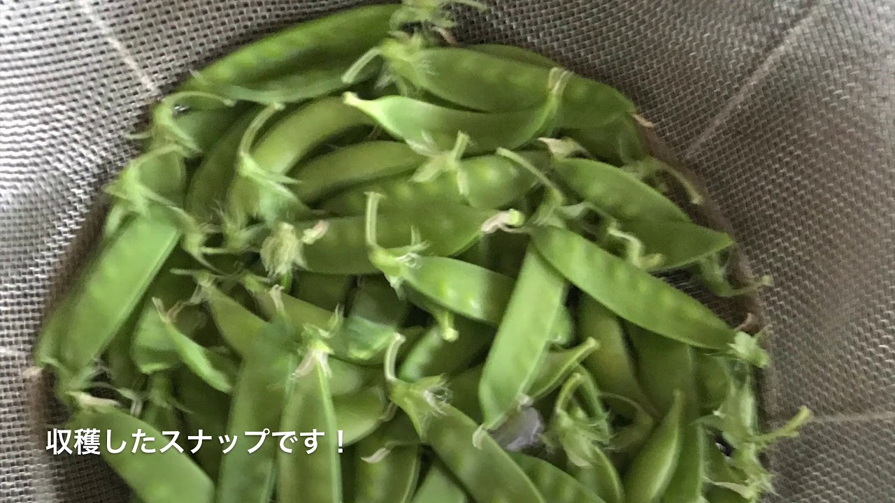 趣味の家庭菜園、〜畑の近況〜