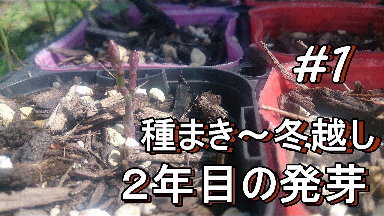 家庭菜園でアスパラガスを栽培しよう！＃1　種まき～冬越し～2年目の発芽