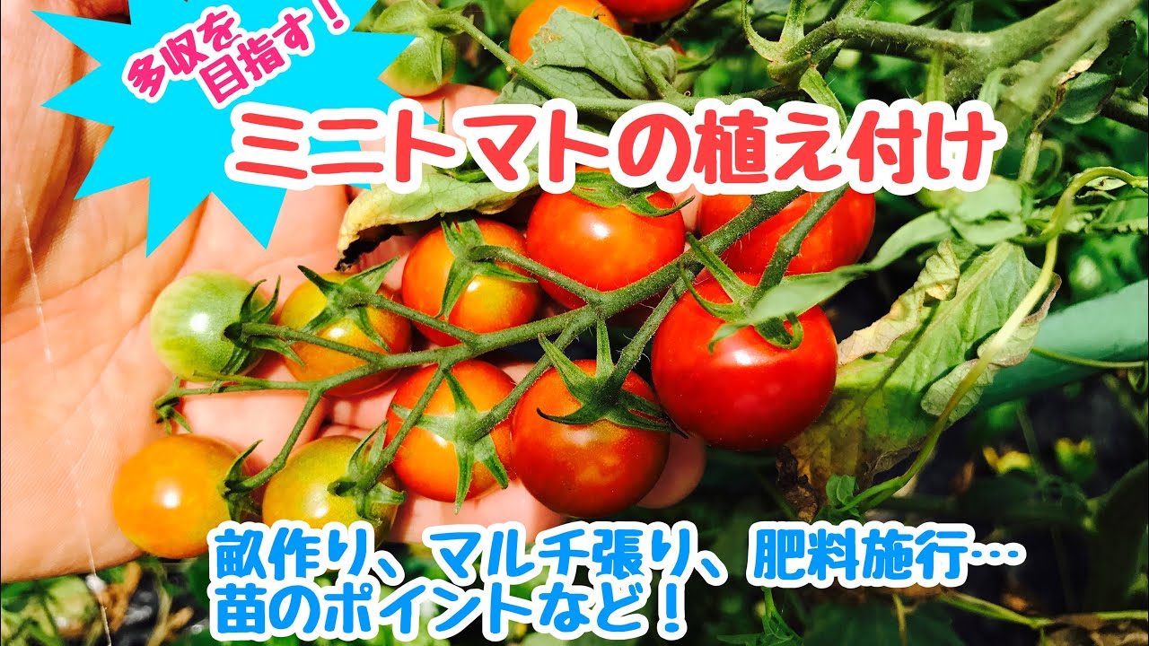 動画で家庭菜園『多収を目指す！ミニトマトの植え付け、畝作り、マルチ張り、肥料施行…苗のポイントなど！』Ｈ30.4.19