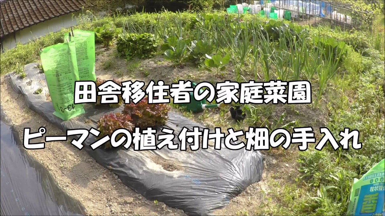 田舎移住者の家庭菜園　ピーマン植えて畑の手入れして雑談した