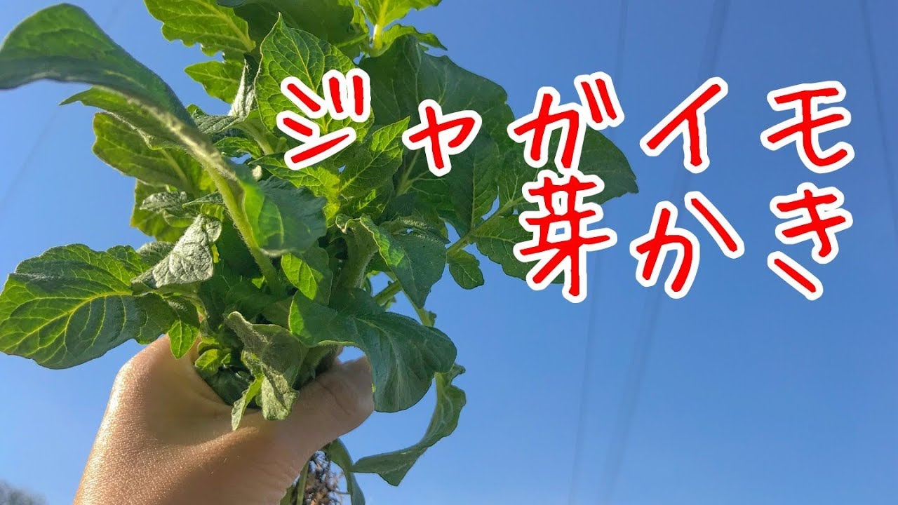 ジャガイモ 芽かき 『家庭菜園だより』 grow potatoes homegardens