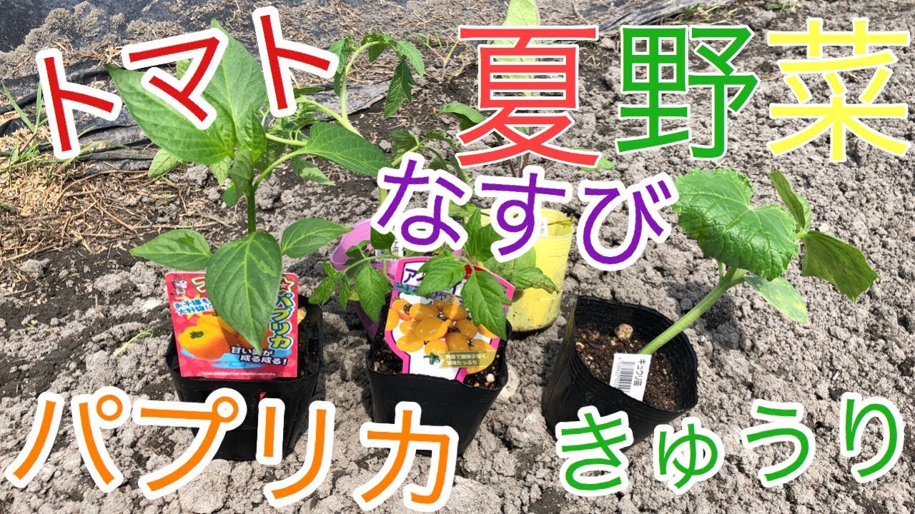 【家庭菜園】「夏野菜の植え付け」 【Summer vegetable】【夏野菜】