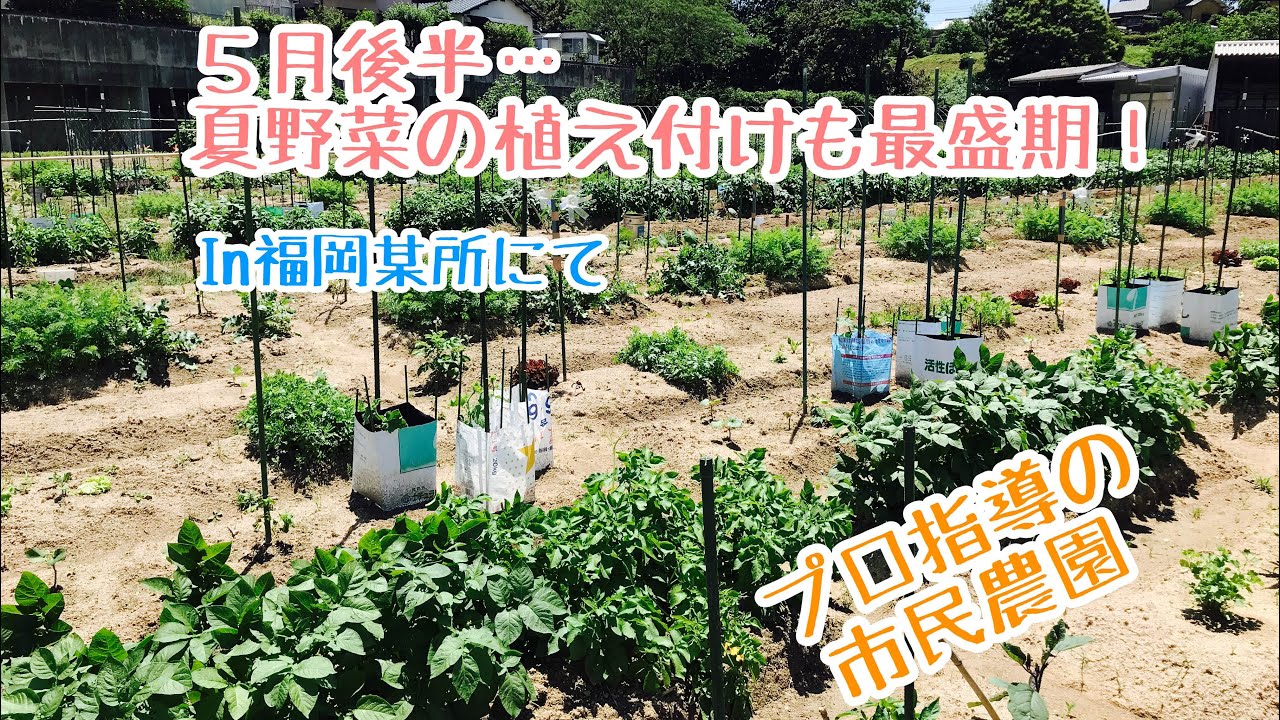 動画で家庭菜園 人の畑が見てみたい！『5月後半…夏野菜の植え付けも最盛期！ プロ指導の市民農園 In福岡某所にて』H30.5.20