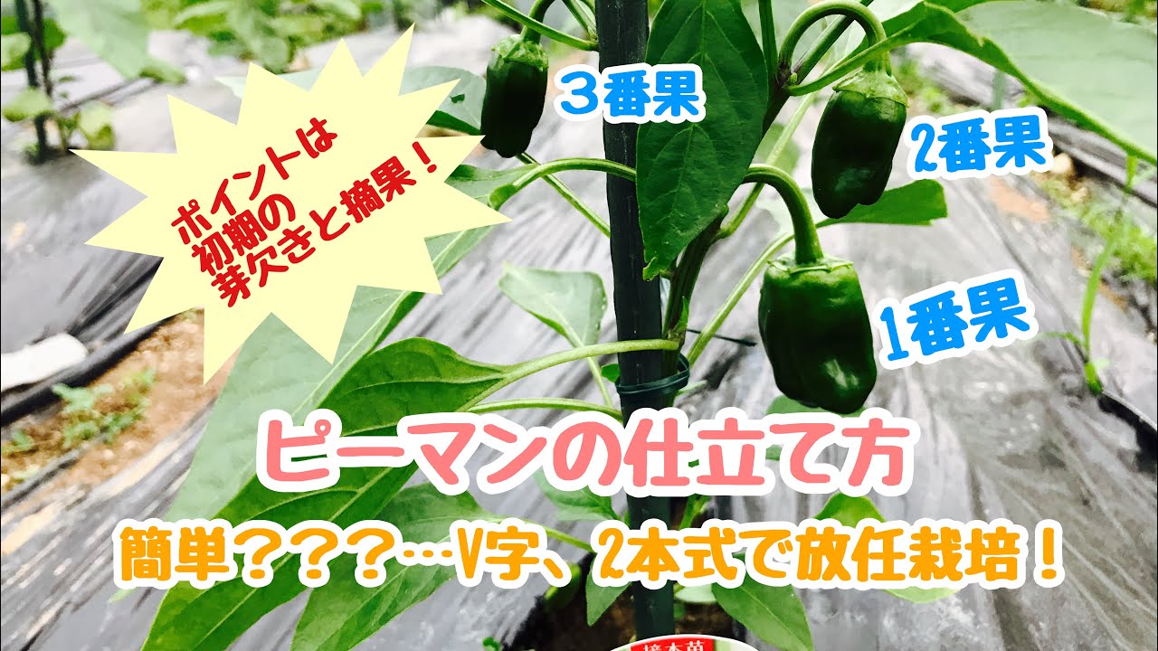 動画で家庭菜園『ピーマンの仕立て方…ポイントは初期の芽欠きと摘果！　簡単???…Ｖ字、2本式で放任栽培！』Ｈ30.5.25