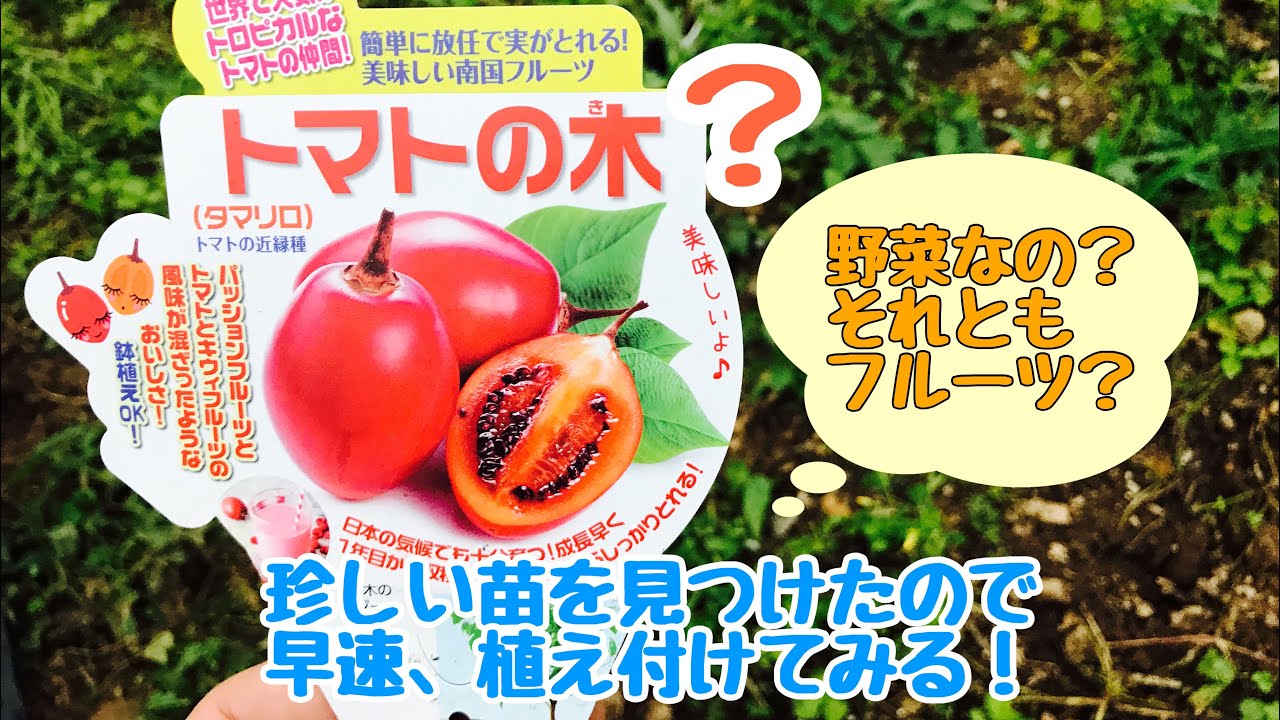 動画で家庭菜園『トマトの木？…野菜なのか？フルーツなのか？　珍しい苗を見つけたので早速、植えつけてみる！』Ｈ30.5.24