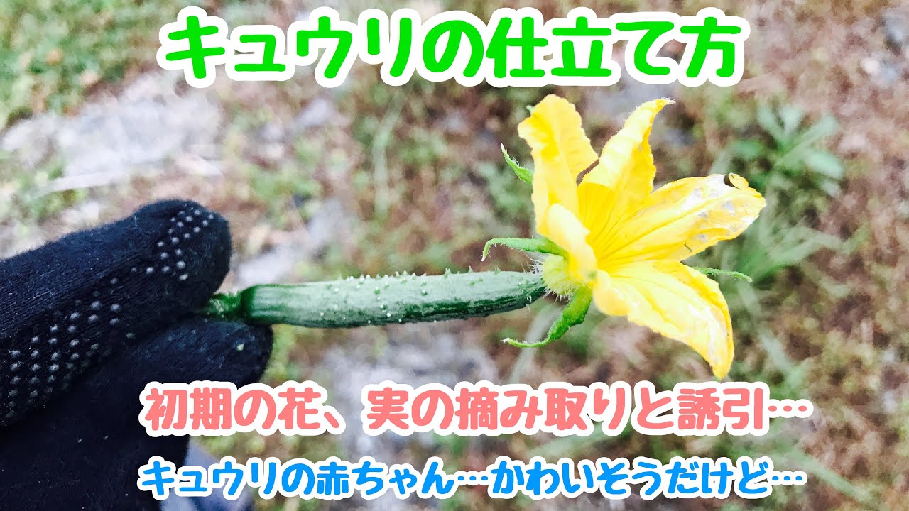 動画で家庭菜園『キュウリの仕立て方　初期の花、実の摘み取りと誘引…キュウリの赤ちゃん‥かわいそうだけど…』Ｈ30.5.25