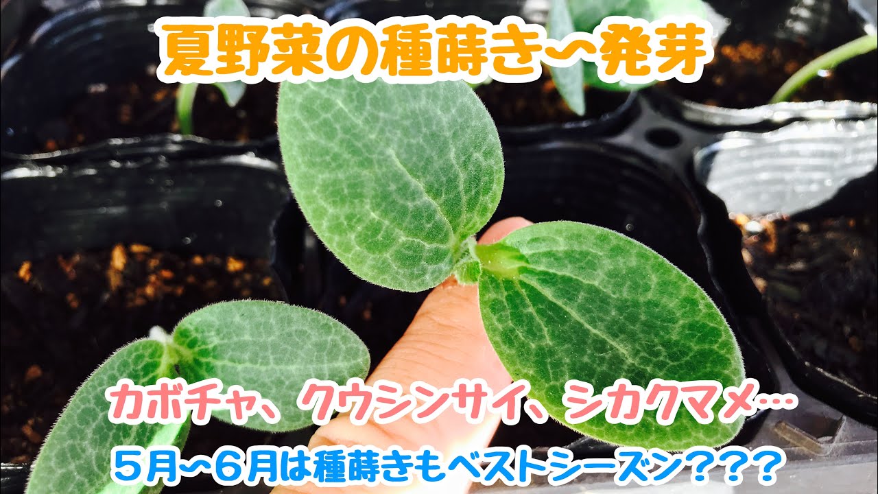 動画で家庭菜園『夏野菜の種蒔き～発芽…5月～6月は種蒔きもベストシーズン???　カボチャ、クウシンサイ、シカクマメ』Ｈ30.5.19