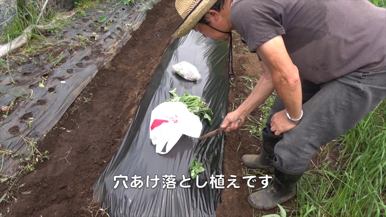 菜園だより180528サツマ苗植え・ひもねじり