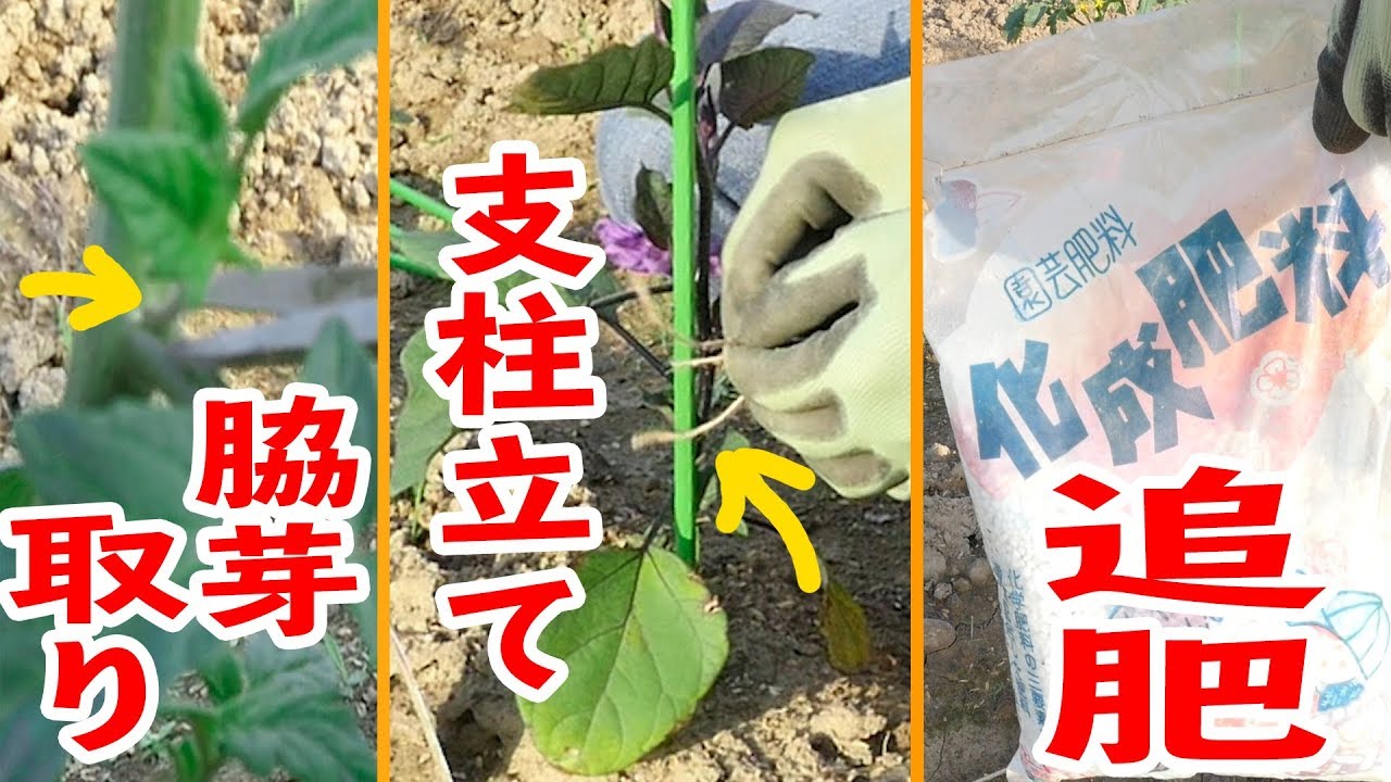 【家庭菜園】#3 ナス・トマトを植えて○日後～脇芽取り、支柱立て、追肥～