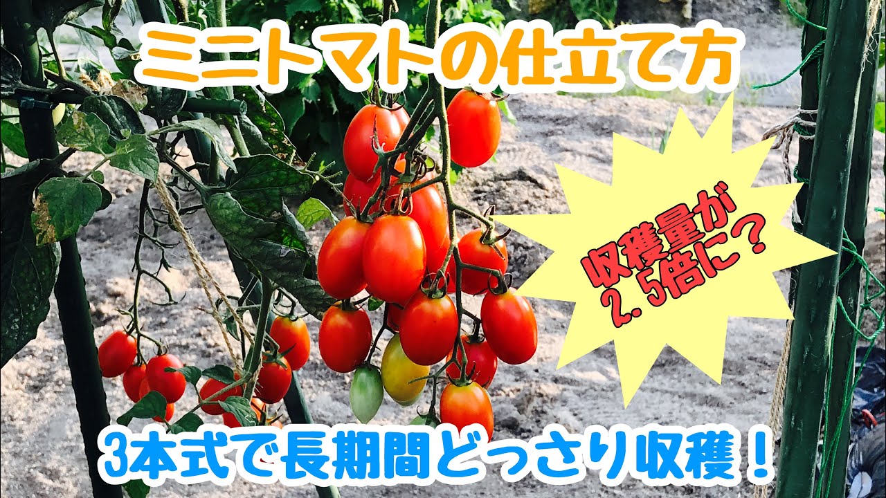 動画で家庭菜園『ミニトマトの仕立て方…収穫量が2.5倍に？　3本式(3本仕立て)で長期間どっさり収穫！』Ｈ30.5.9