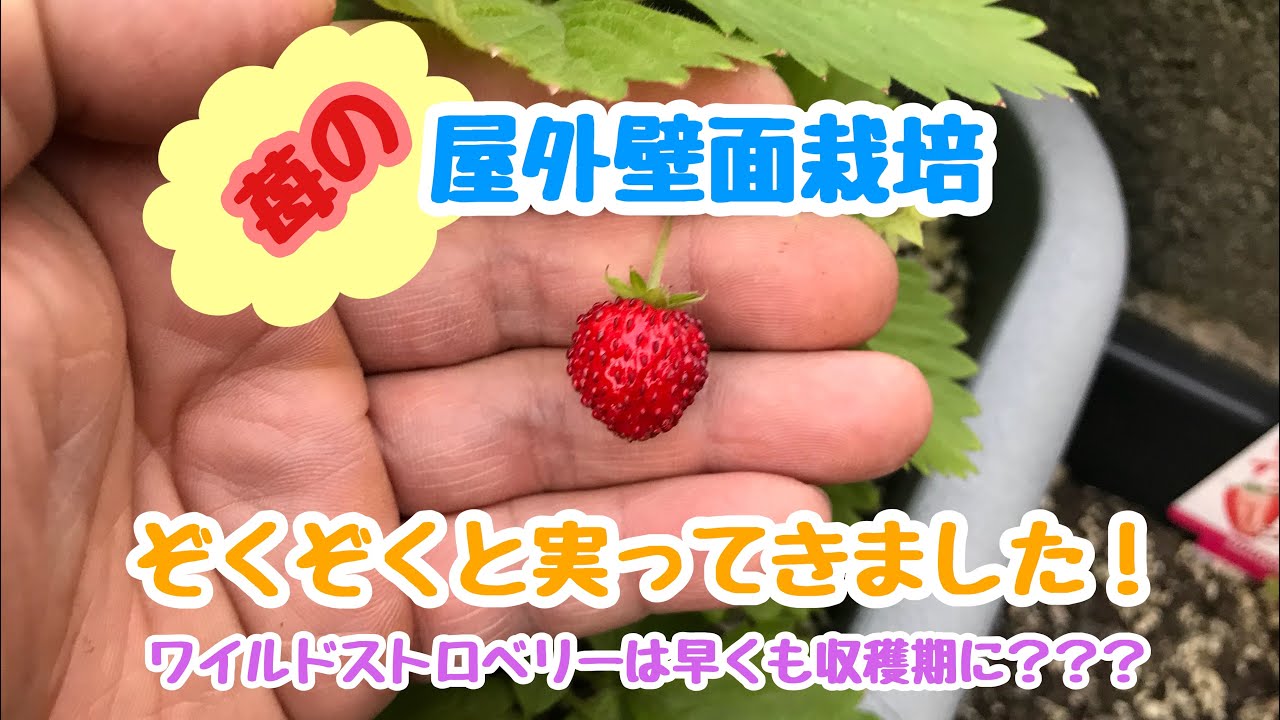 動画で家庭菜園『苺の壁面栽培…ぞくぞくと実ってきました！ワイルドストロベリーは早くも収穫期に？？？』Ｈ30.5.1