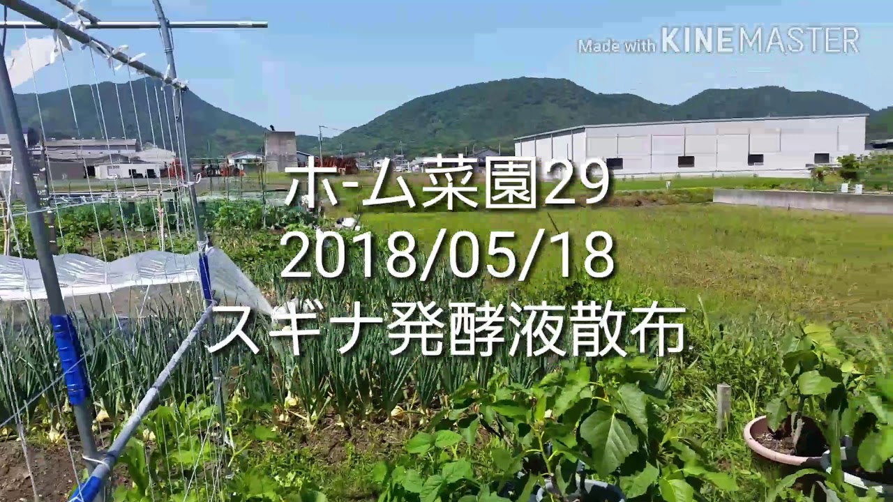 ホ-ム菜園29  2018/05/18 スギナ発酵液散布