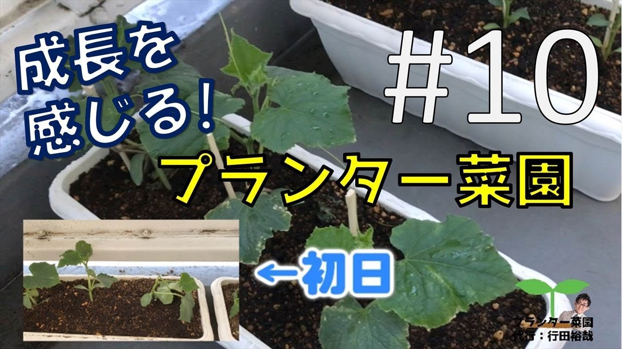 #10 初日と成長を比べてみよう！ベランダでプランター菜園！