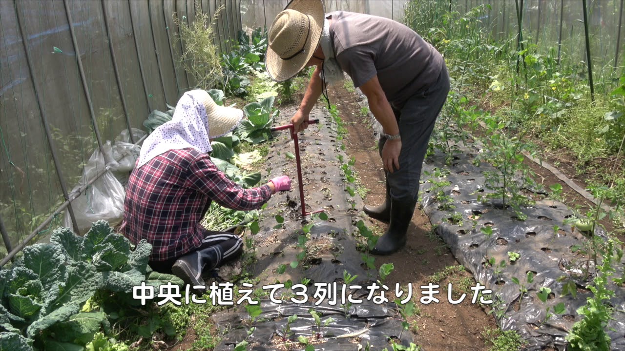 菜園だより180521収穫・苗植え・ジベ処理