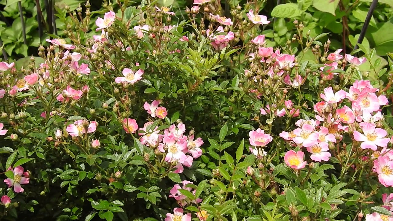 バラ　ミヤビ　家庭菜園