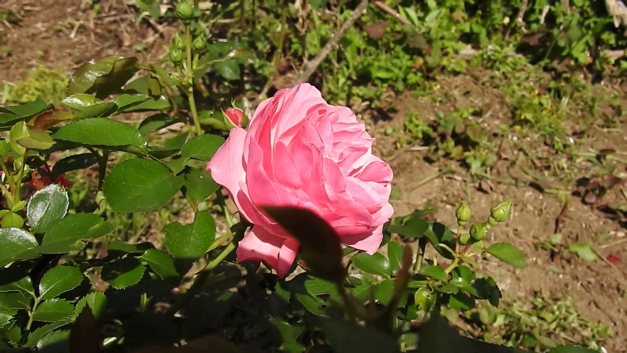 レオナルド・ダ・ビンチ　T-L　家庭菜園