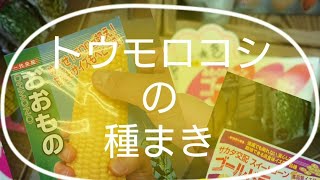 【家庭菜園】とうもろこしの種まき【スイートコーン】