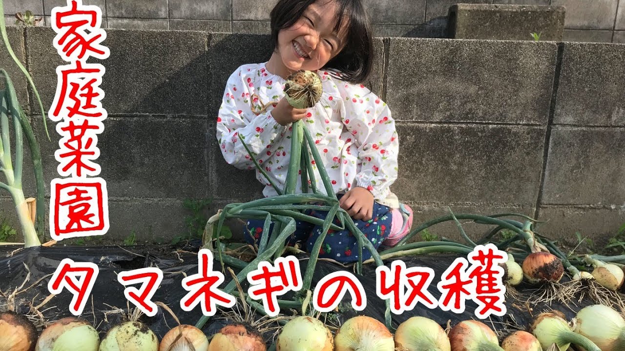 タマネギ収穫『家庭菜園だより』grow onions