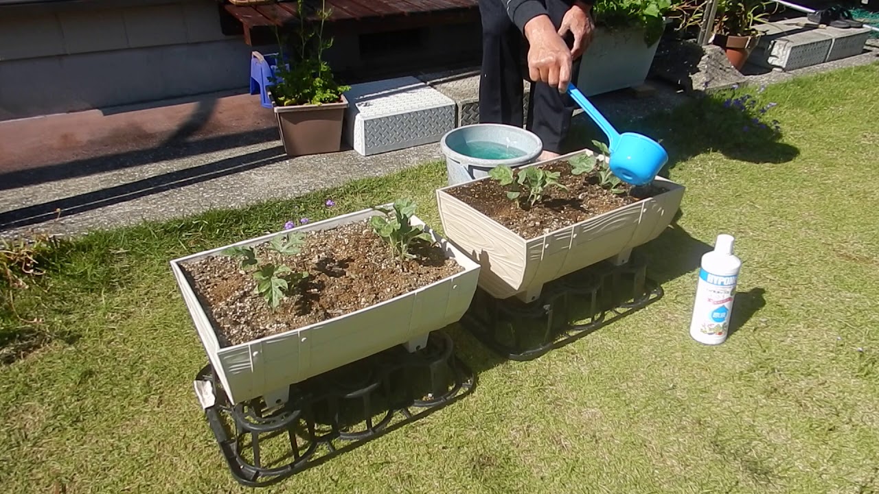 今年も家庭菜園（2年目）⑤