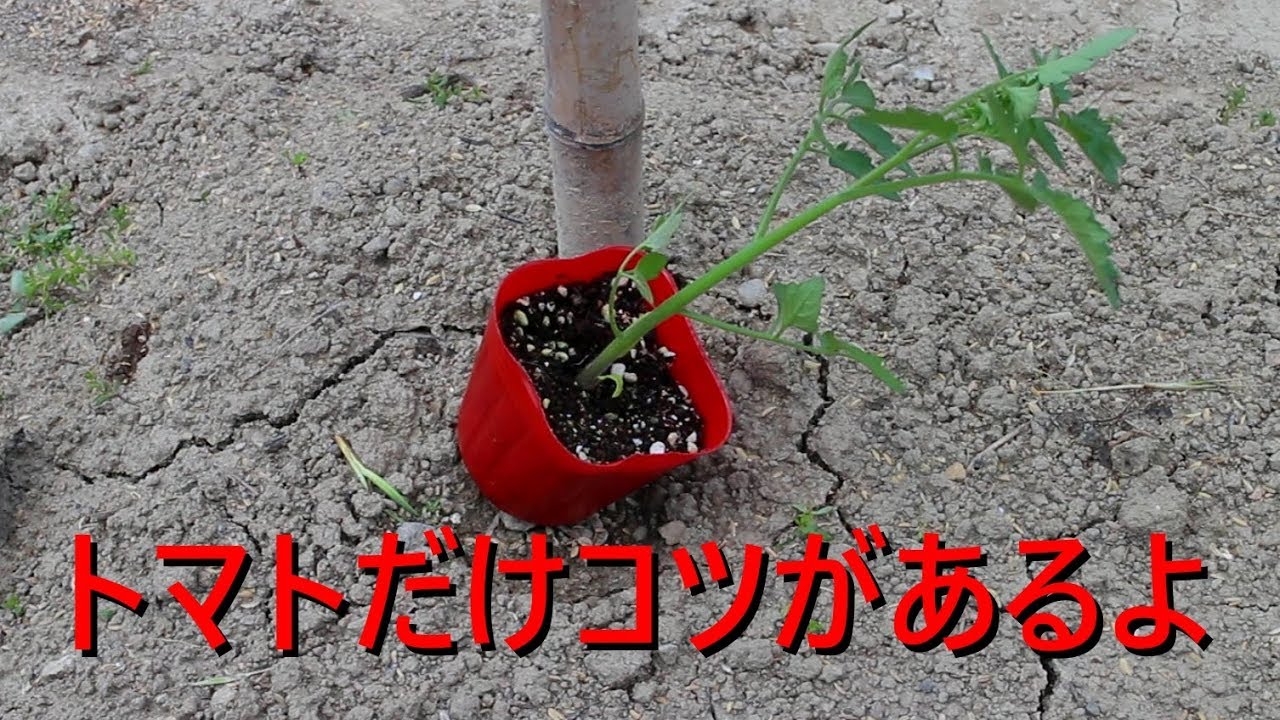 夏野菜の苗植えるよ【家庭菜園・四国5月上旬】