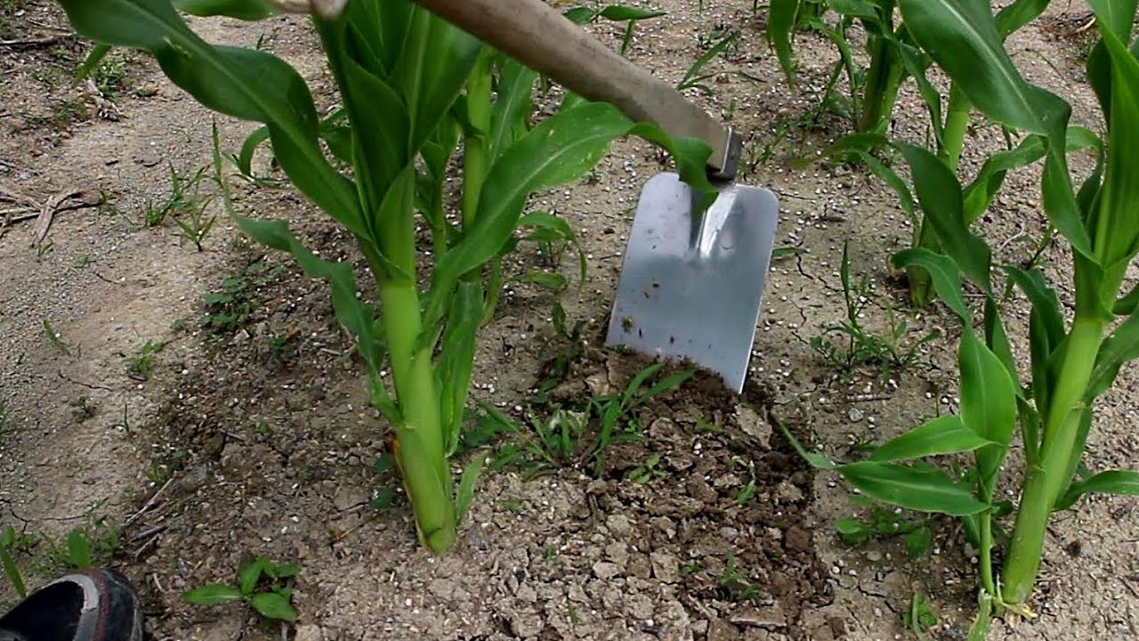 トウモロコシと枝豆の中耕・施肥・除草・土寄せ【家庭菜園・四国5月下旬】