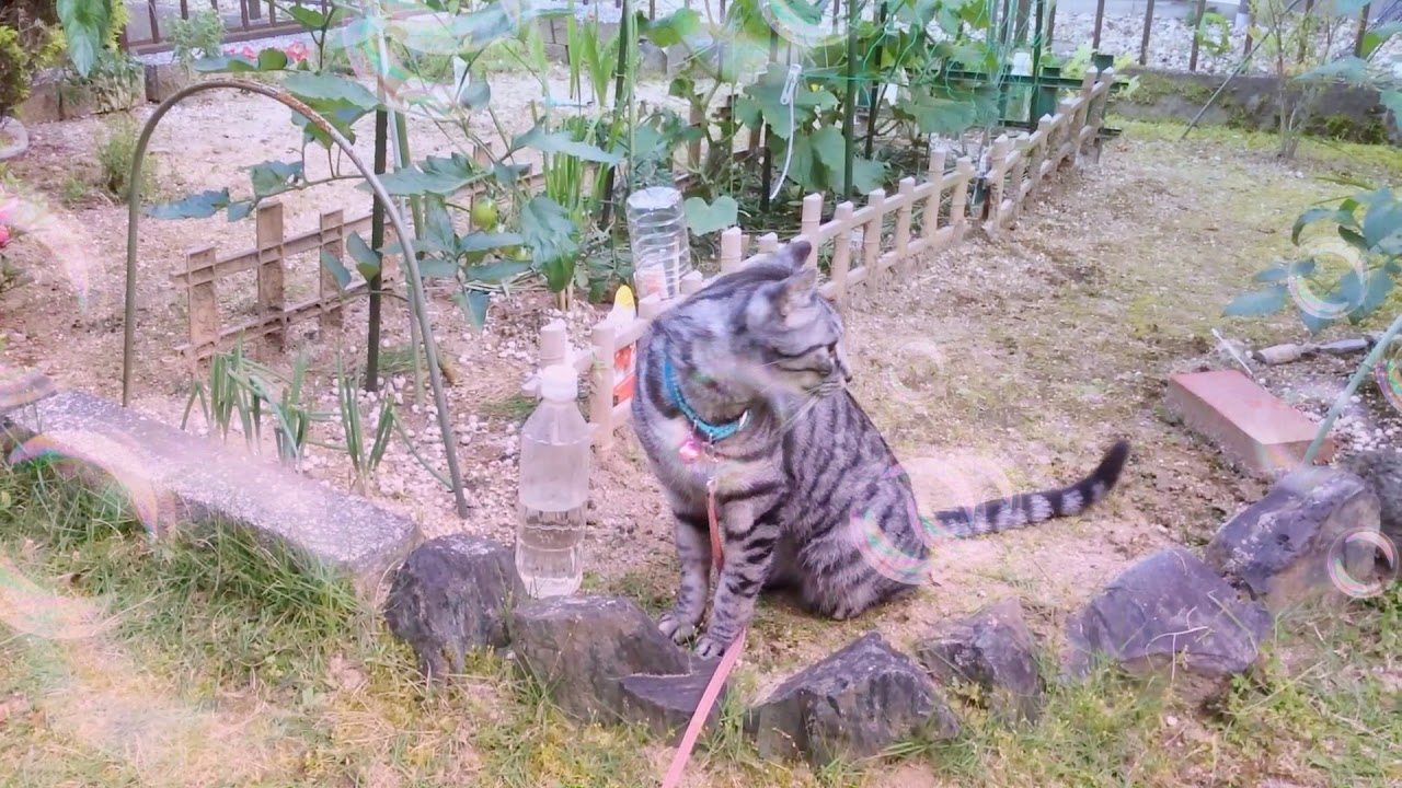 [猫メモリー(60)] 猫の散歩と家庭菜園♪Cat  in the stroll and kitchen garden