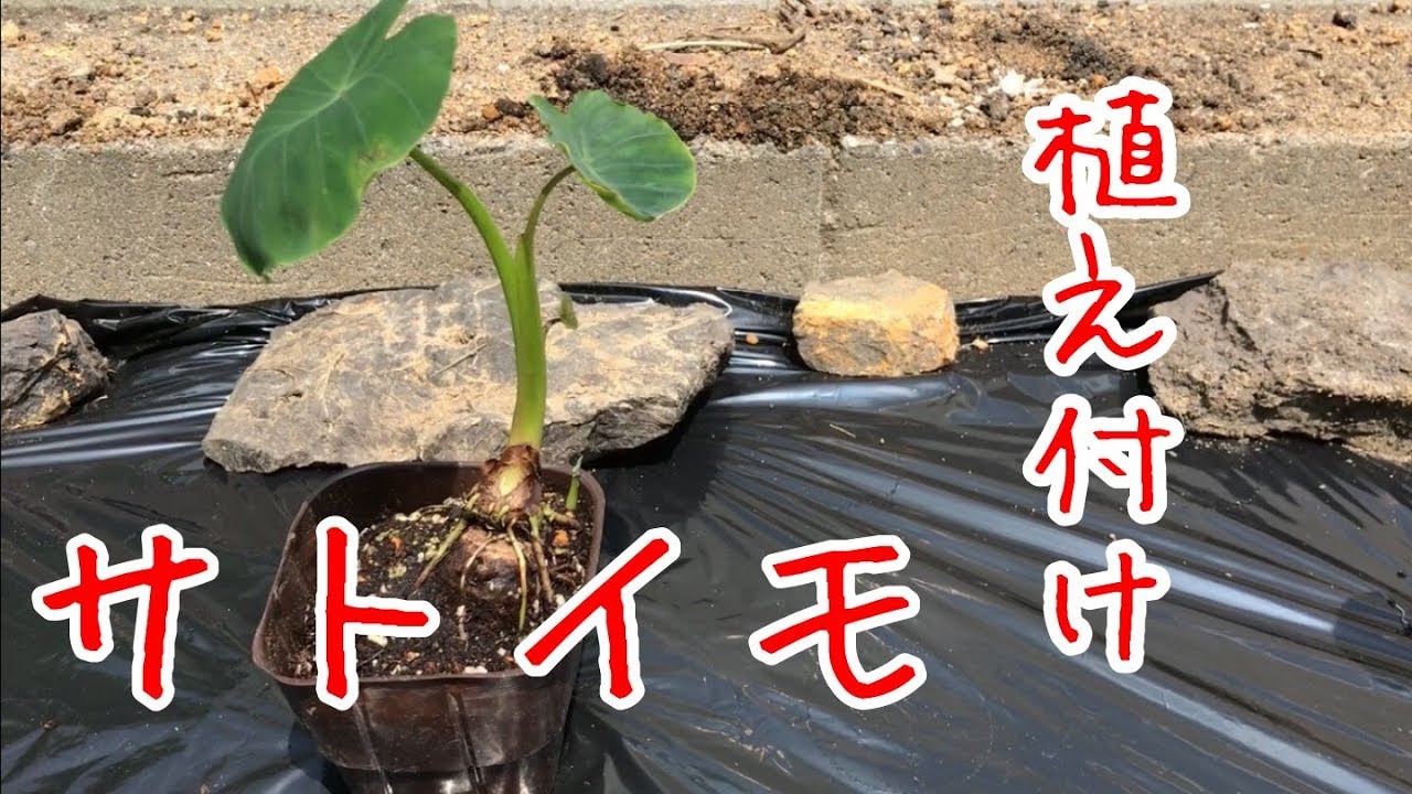 サトイモ『家庭菜園だより』grow taro