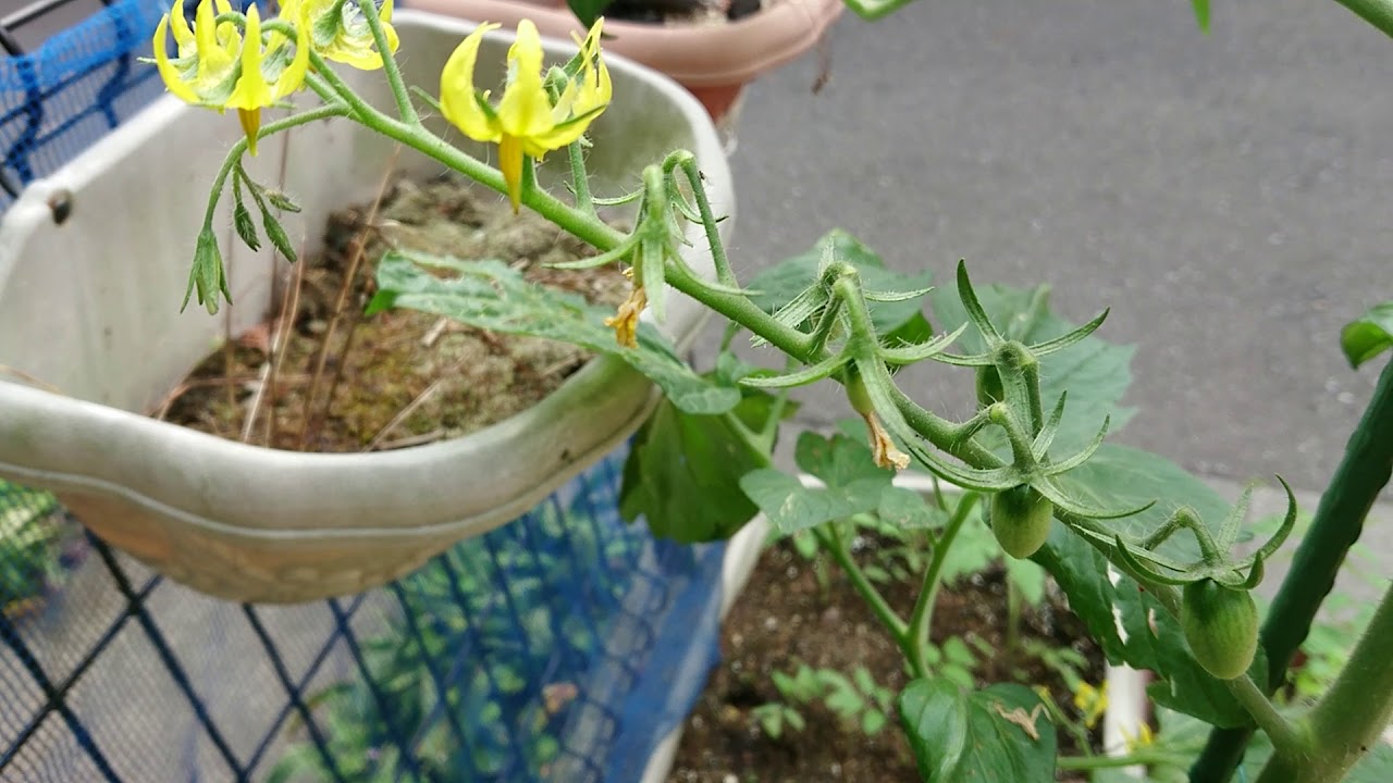 家庭菜園✨トマト、大根、ブドウがすくすく育っています