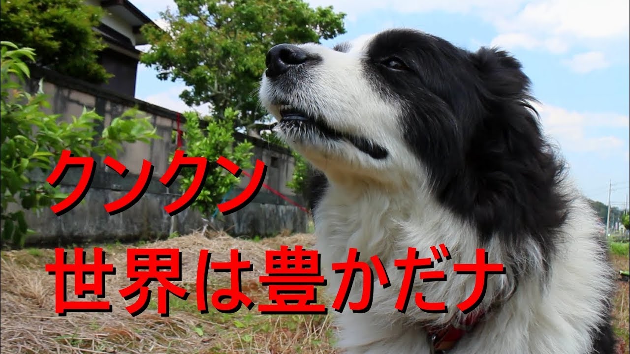 風の強い日、家庭菜園に遊びにきたけど鼻センサー全開ボーダーコリー