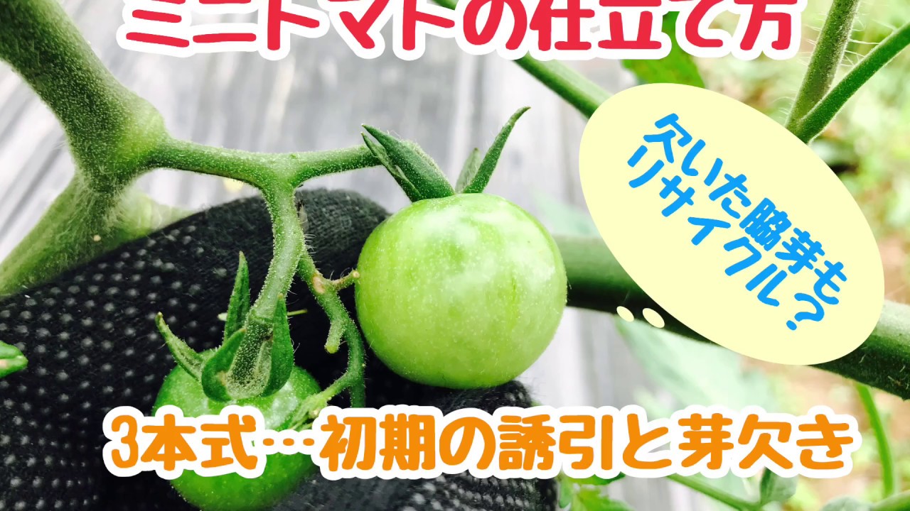 動画で家庭菜園『ミニトマトの仕立て方　3本式…初期の誘引と芽欠き…欠いた脇芽もリサイクル？』Ｈ30.5.25