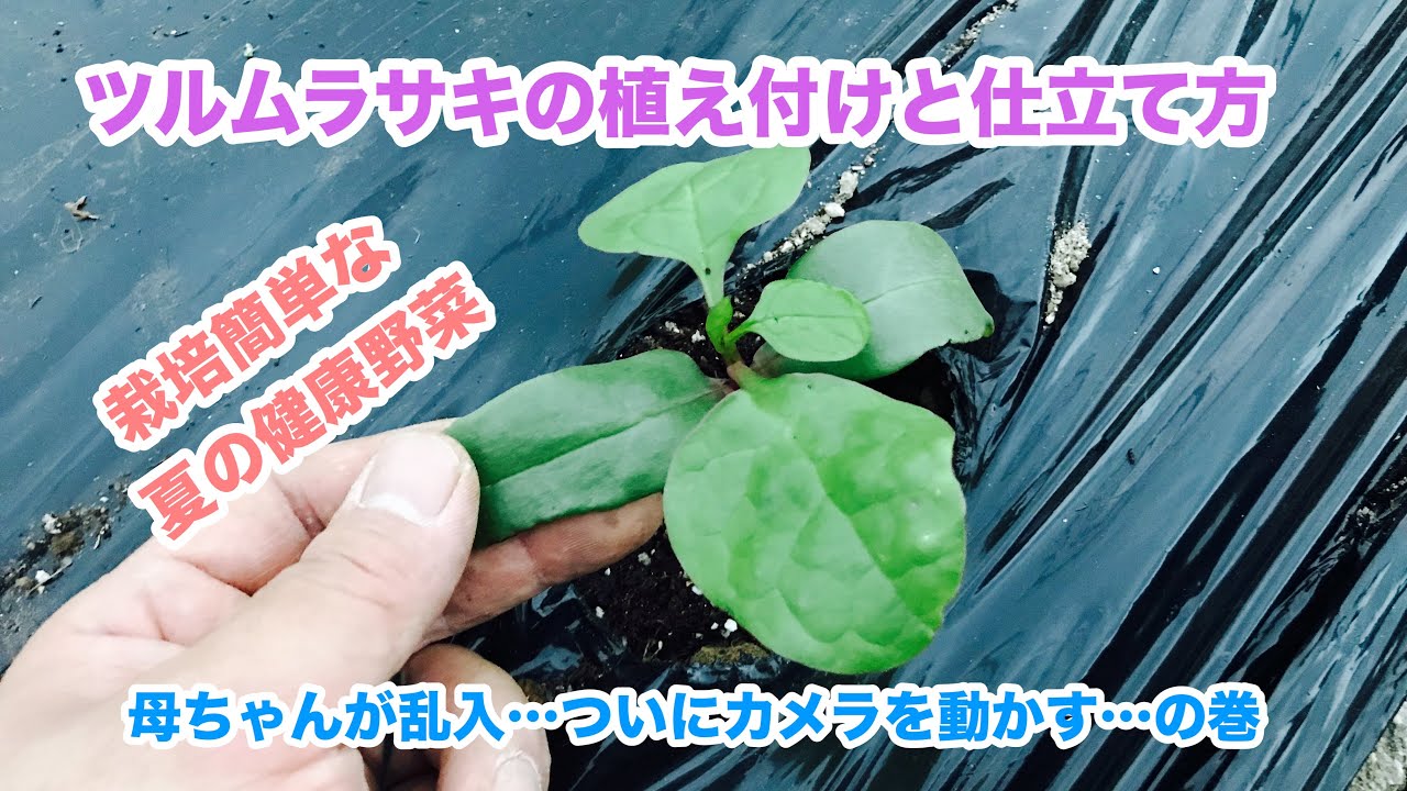 動画で家庭菜園『ツルムラサキの植え付けと仕立て方…母ちゃん乱入…ついにカメラを動かす…の巻』Ｈ30.5.17