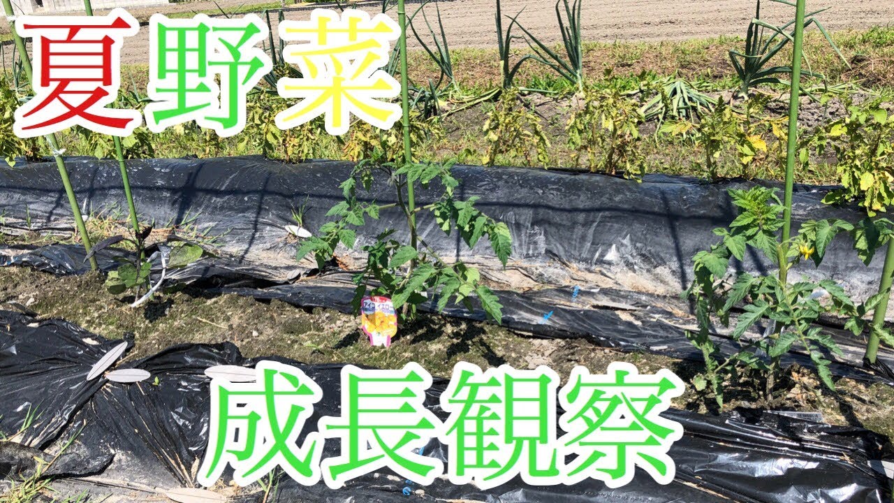 【家庭菜園】「夏野菜の成長観察」