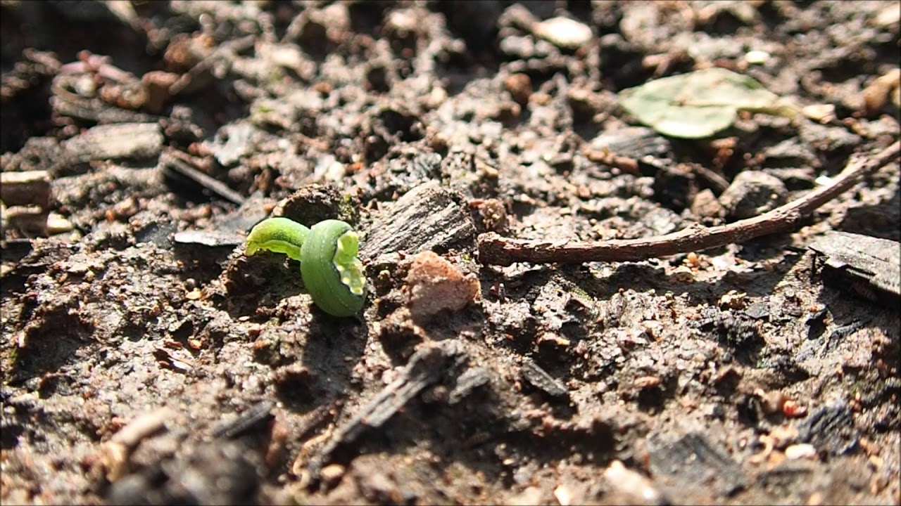 菜園の害虫　2018年5月14日