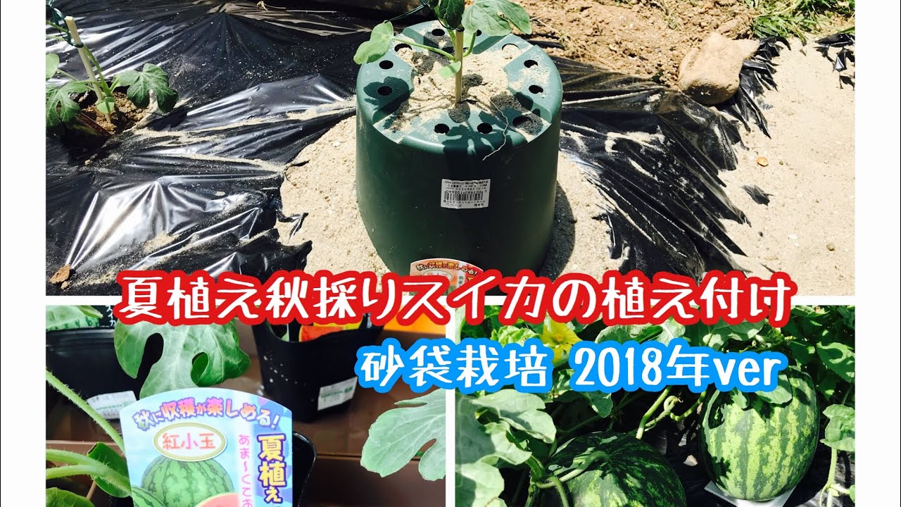 動画で家庭菜園『スイカの砂袋栽培2018年ver 夏植え秋採りスイカの植え付け』Ｈ30.6.17