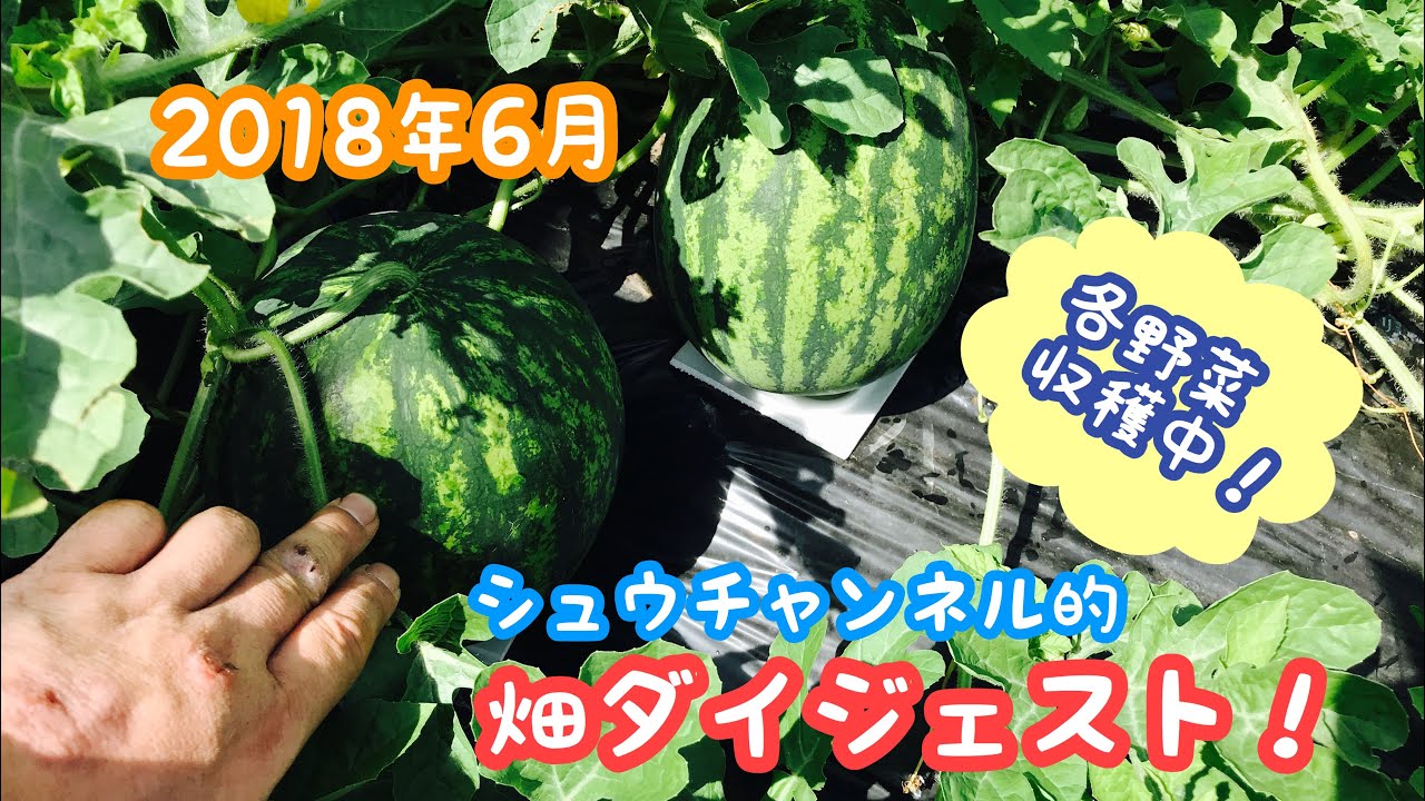 動画で家庭菜園『2018年6月…畑ダイジェスト！各野菜すでに収穫中です！』Ｈ30.6.22