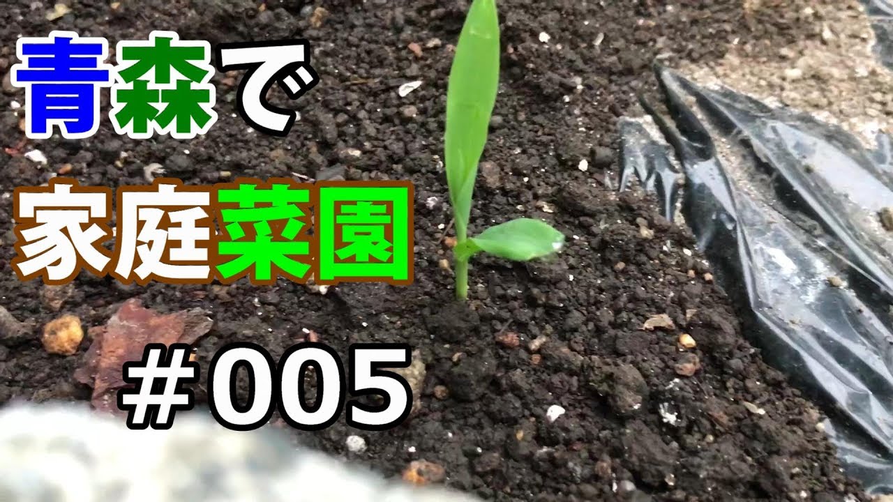 青森で家庭菜園＃005 トウモロコシを地植えしました！