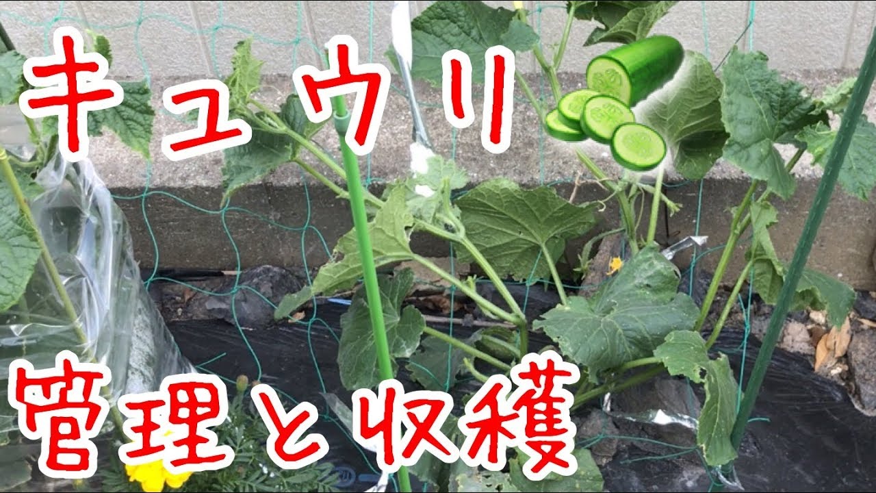 キュウリ管理と収穫『家庭菜園だより』grow cucumbers
