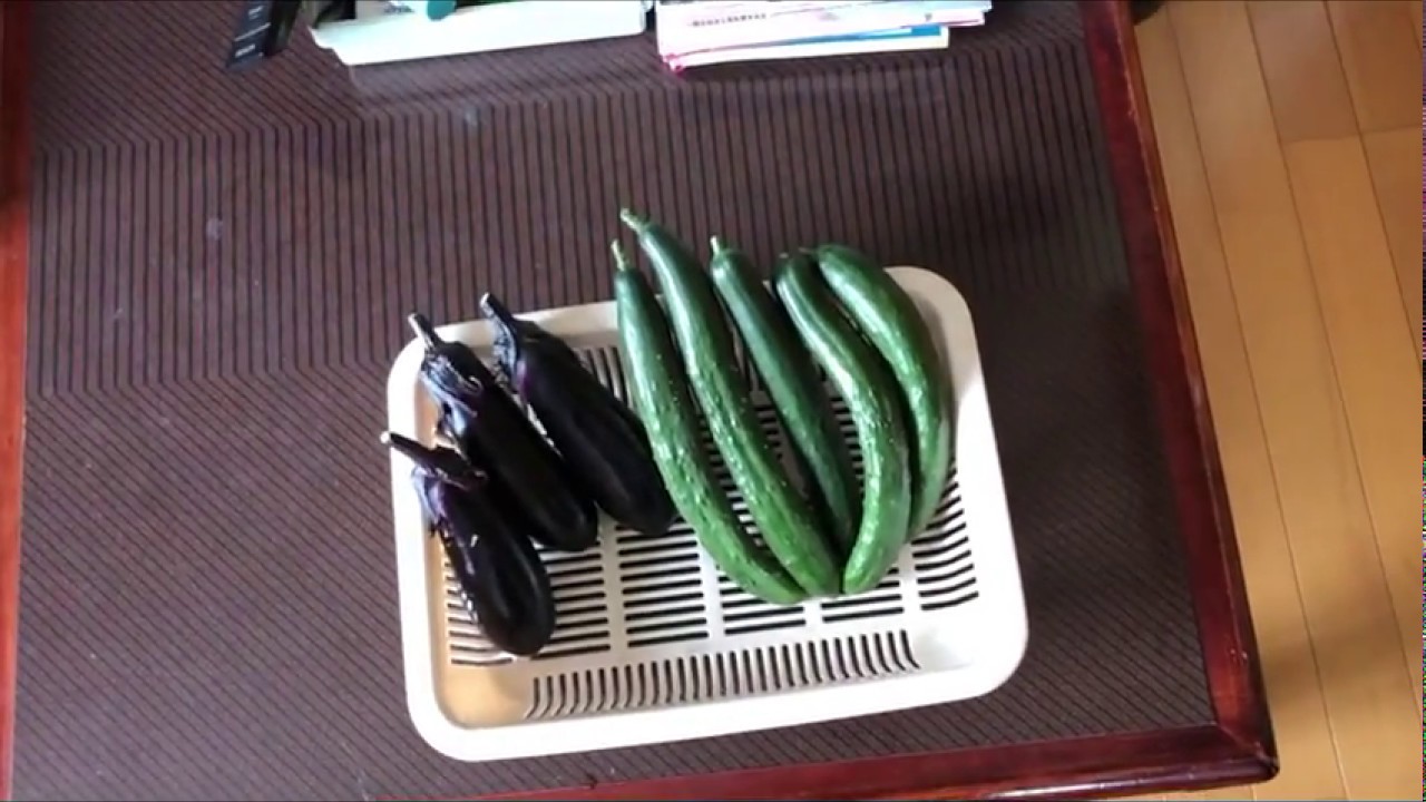【家庭菜園茄子、キュウリ収穫】（6月17日撮影）