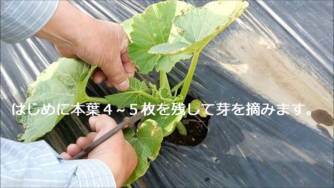 家庭菜園　カボチャの整枝の仕方